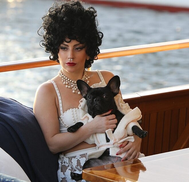 Lady Gaga y su Bulldog francés