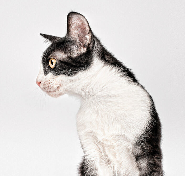 Fotografo-de-gatos-blanco-y-negro