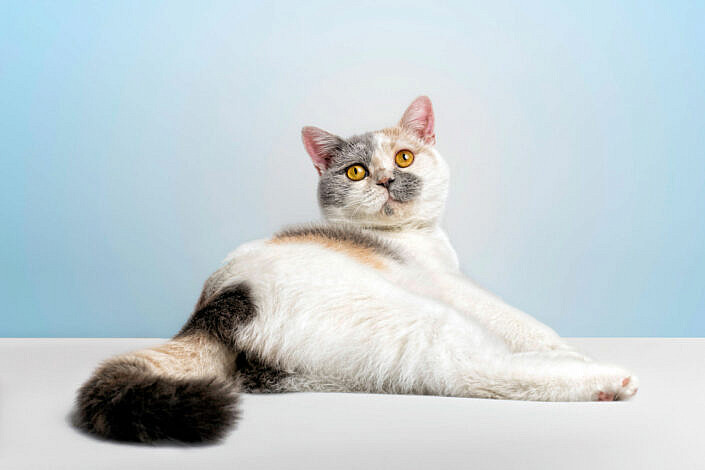 Gato-exótico-fotografo-de-gatos-santos-roman
