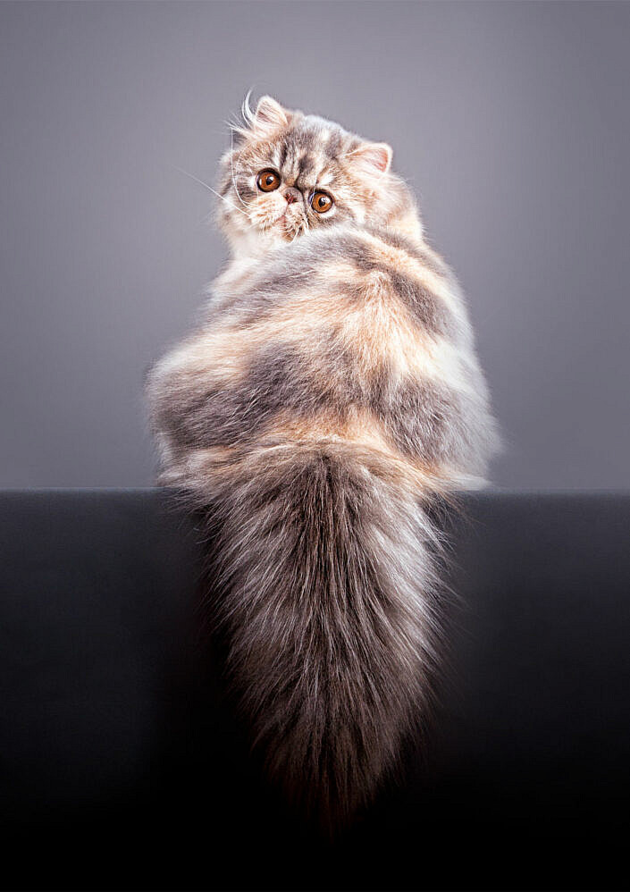 fotografo-de-gatos-santos-roman-gatos-persa