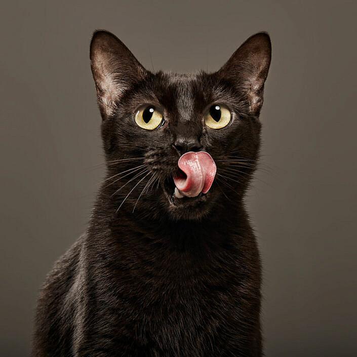 gato-con-lengua-fuera