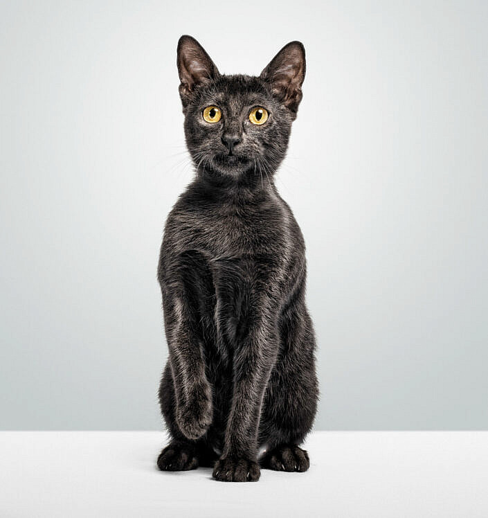 gato-negro-santos-roman