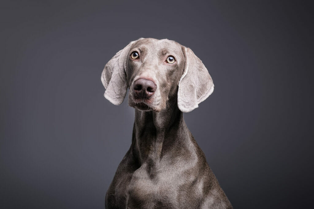 plato Giotto Dibondon hidrógeno Fotografía de mascotas en Madrid | Santos Román fotógrafo de perros.