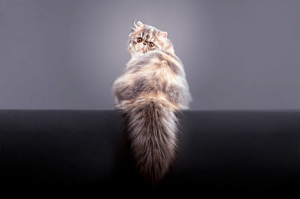 fotografo-de-gatos-santos-roman-gato-persa
