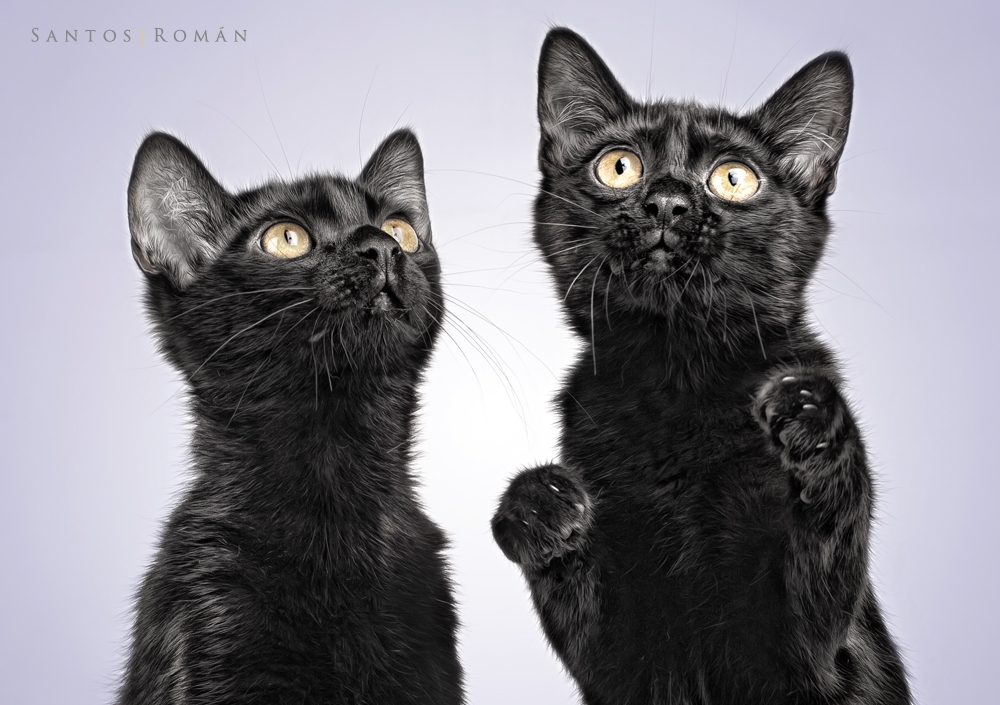 fotografo de gatos santos roman