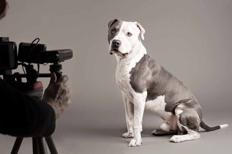 El fotógrafo de perros y gatos Santos Román