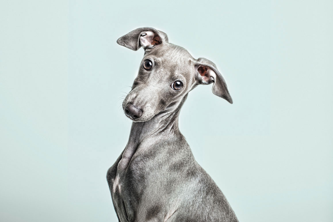 transacción Con absceso Fotografía de perros en Madrid | Santos Román Retratista Animal