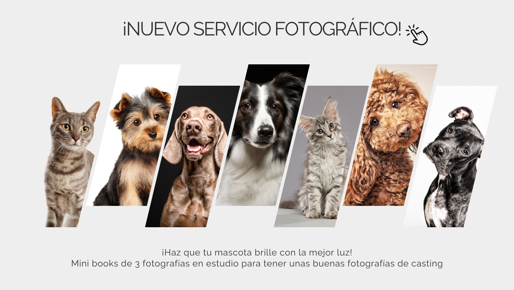 fotografias profesionales de perros y gatos para castings